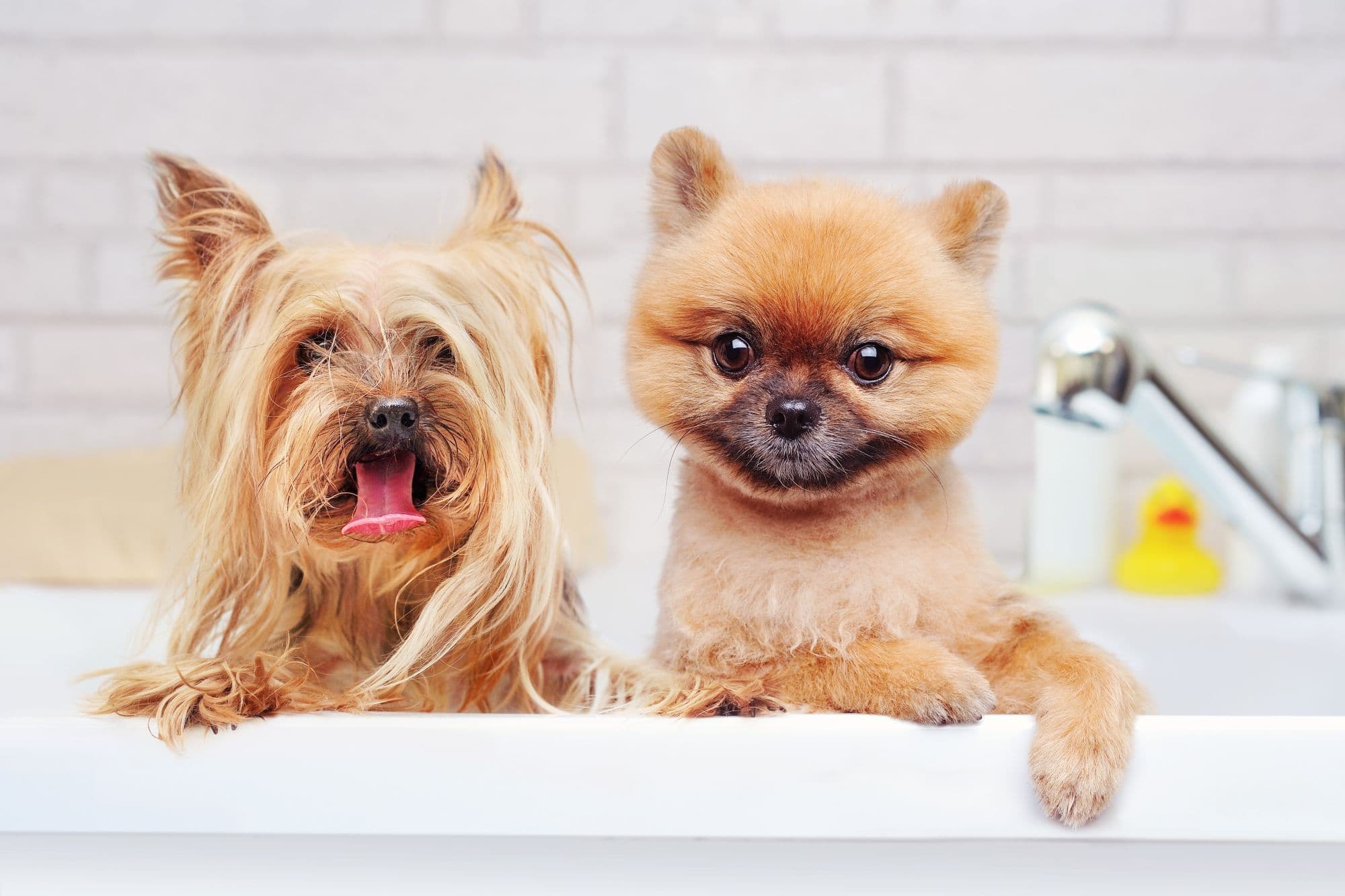 Pomeranian spitz and yorkshire terrier bathing in the bathtub.