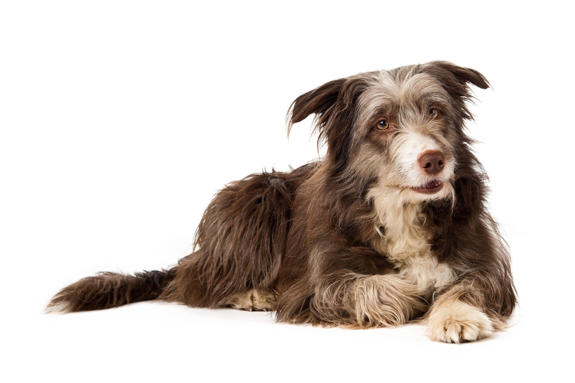 Bearded Collie laying down isolated on a white background.
