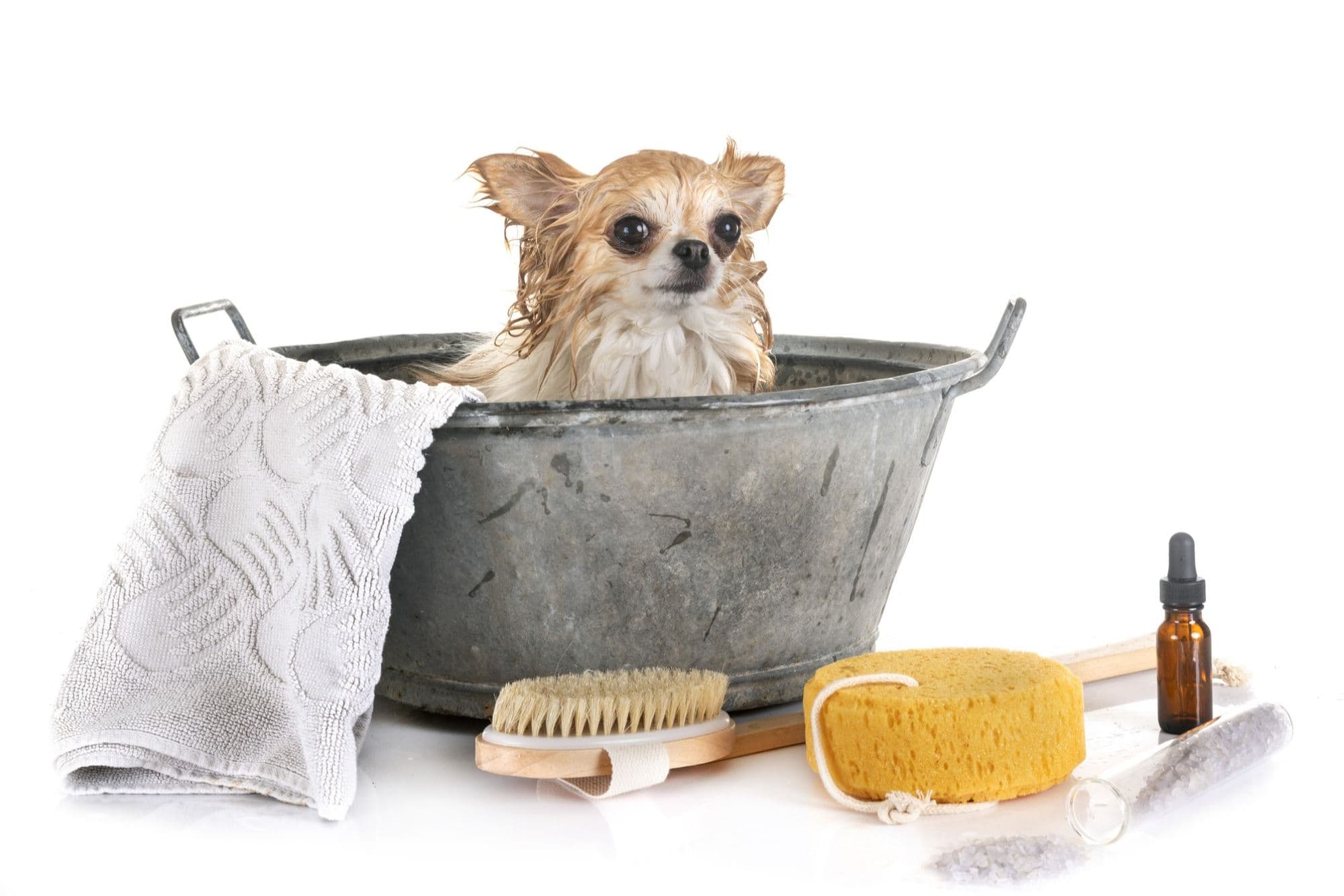 Little dog and bath in front of white background.