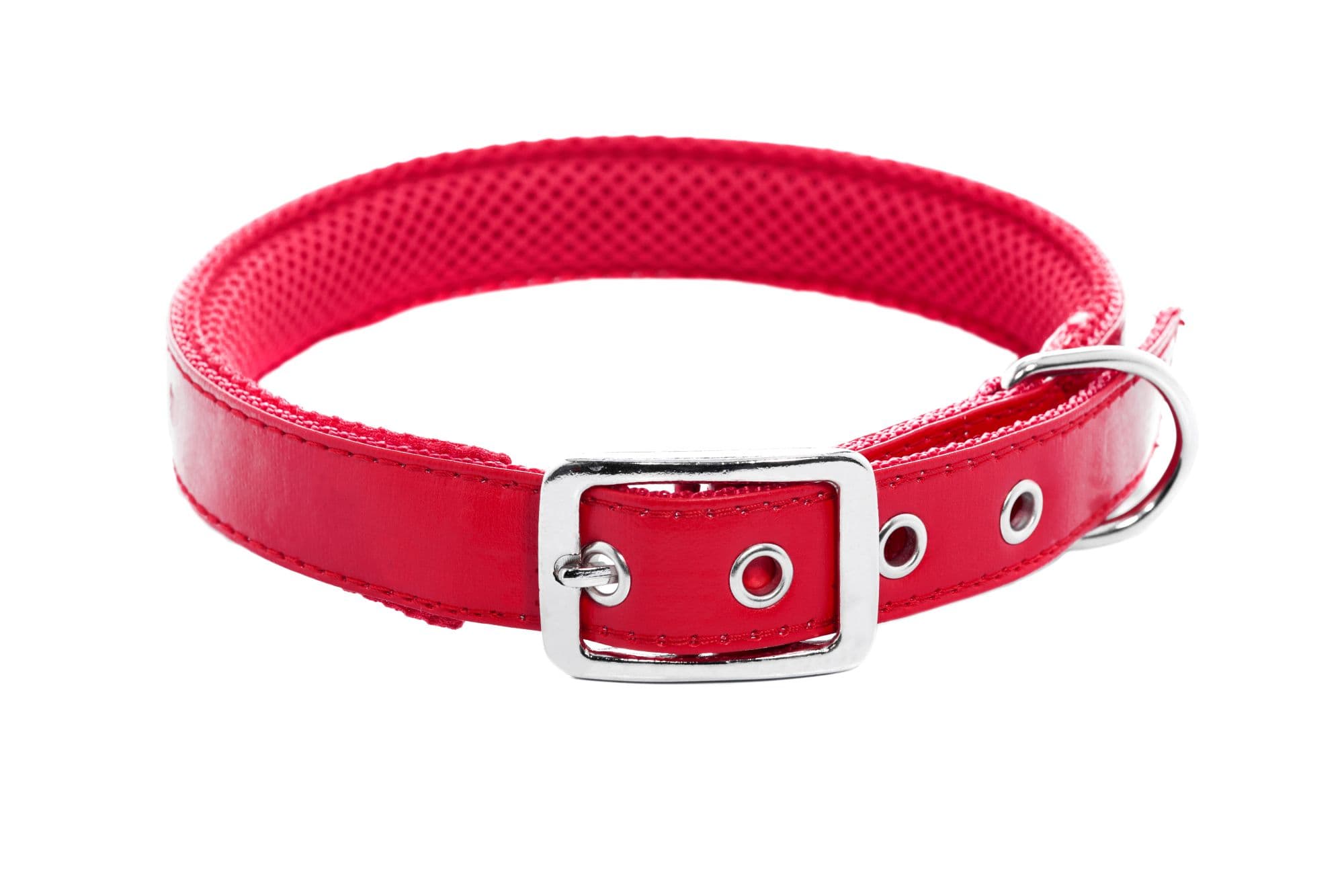 Dog collar on isolated white background.
