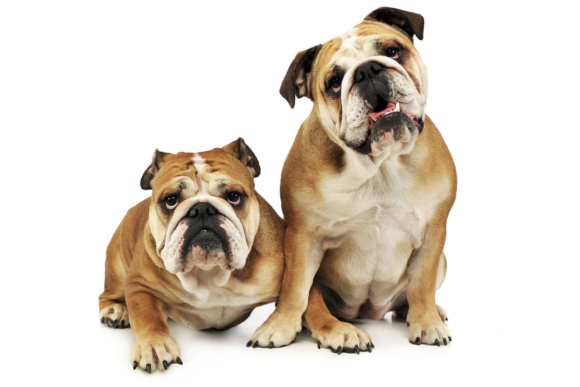 Two bulldogs are having fun in a white studio.