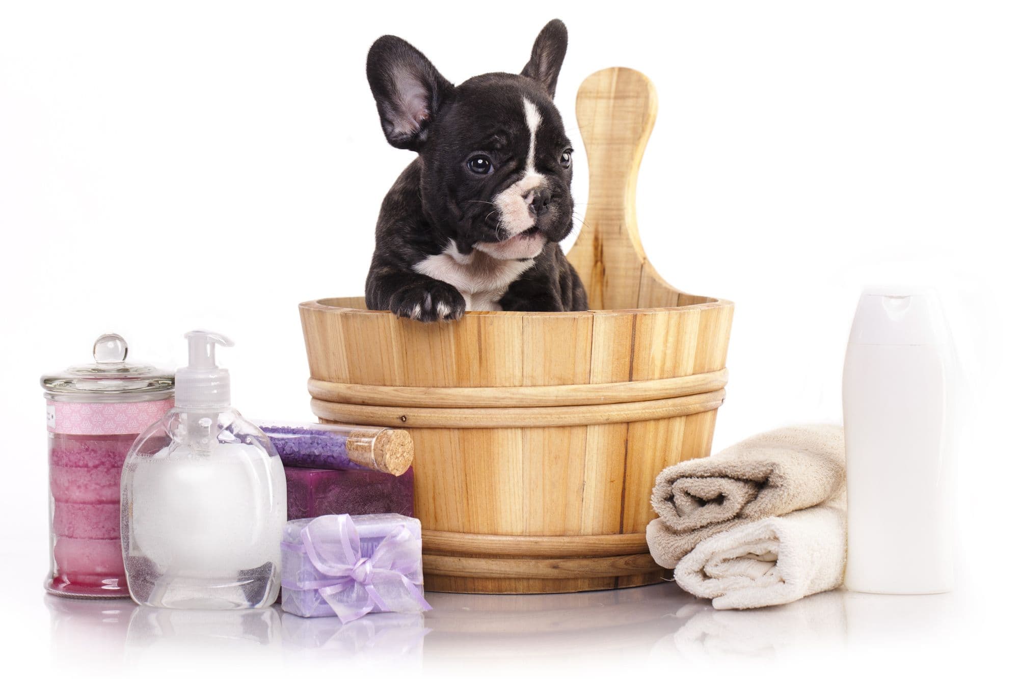 French bulldog puppy in wooden wash.