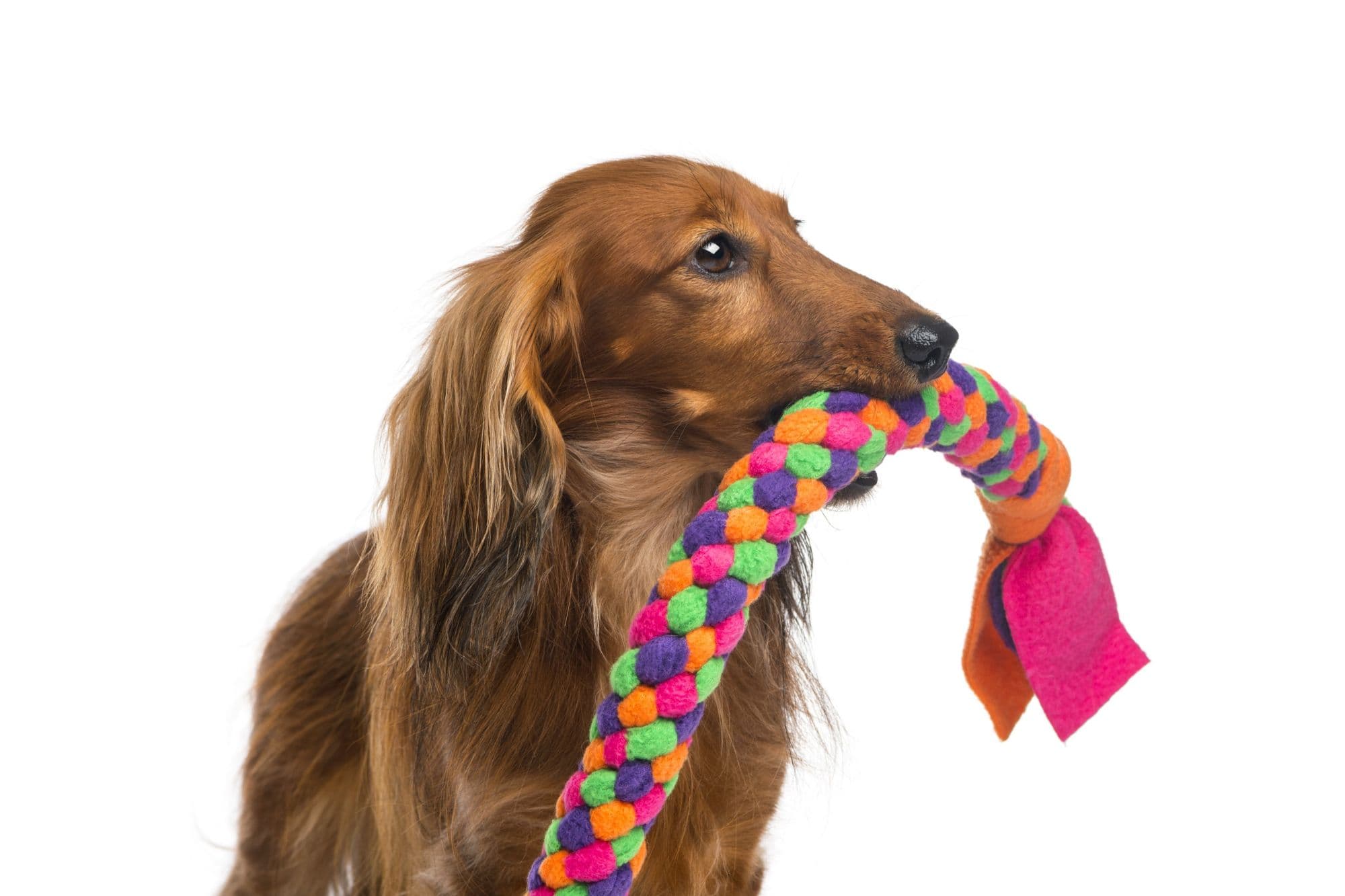 Dachshund, 4 years old, holding a dog toy in its mouth against white background.
