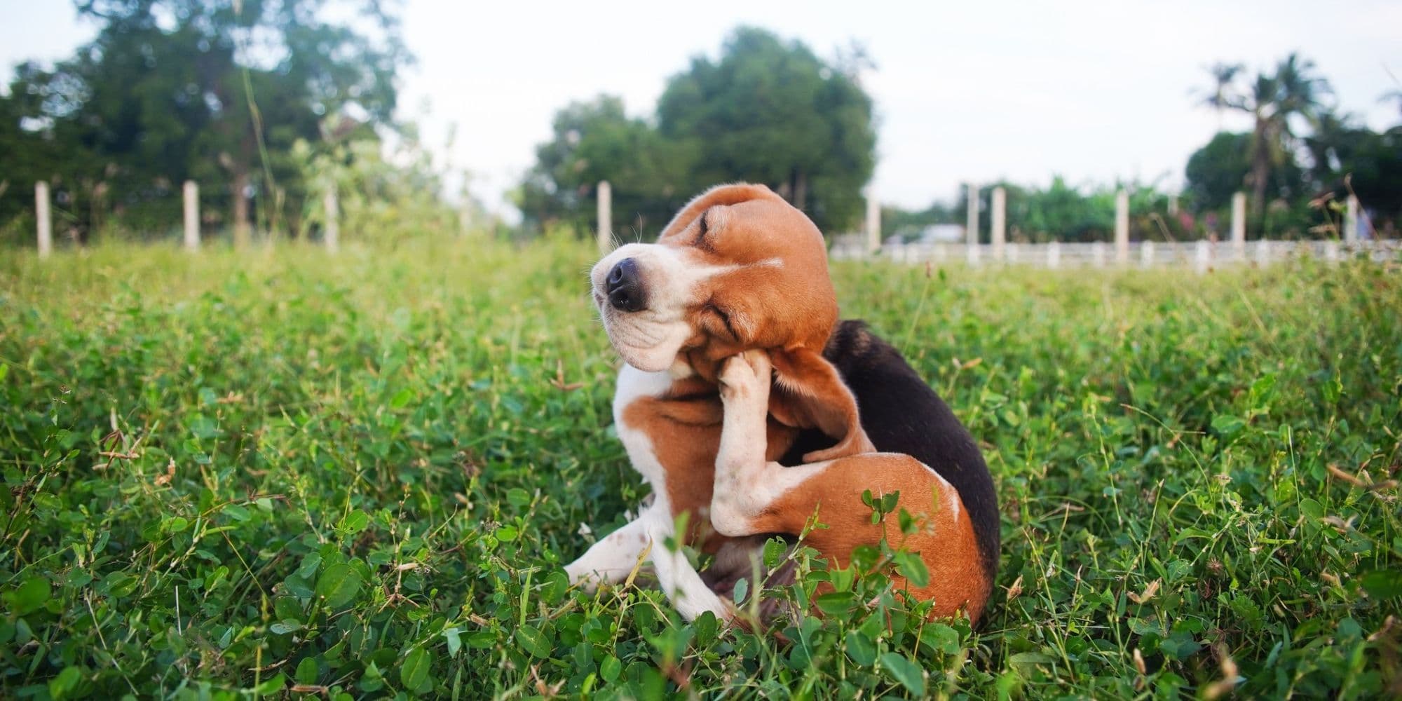 Dog scratching an itch.