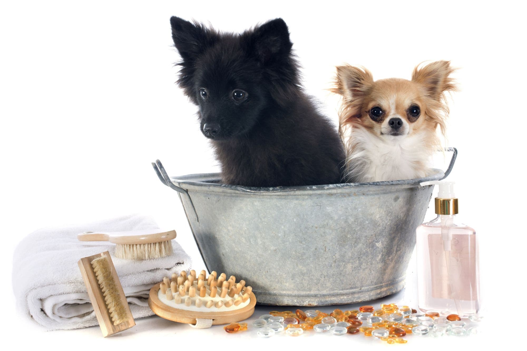 Two dogs in a bathtub in front of white background.