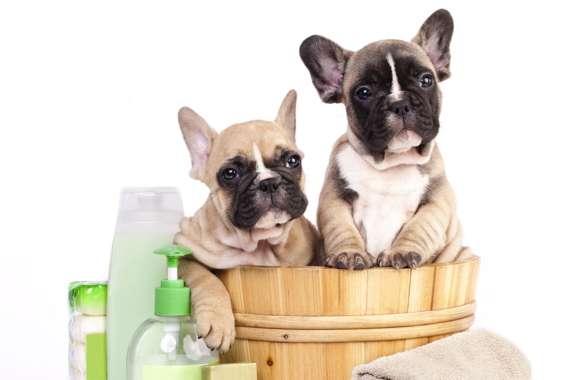 French bulldog puppy in wooden tub.