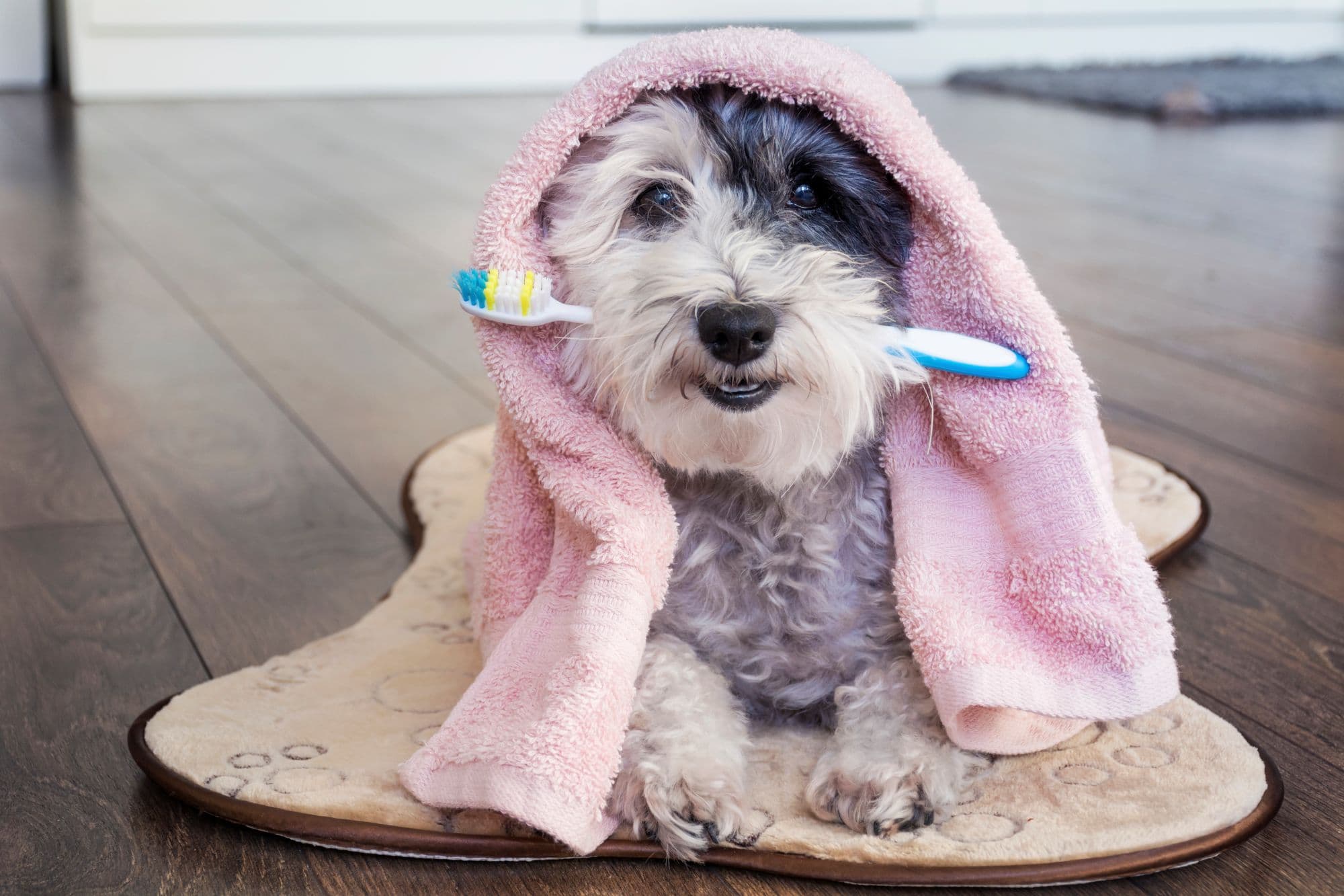 White Havanese Dog holding a toothbrush in his mouth.