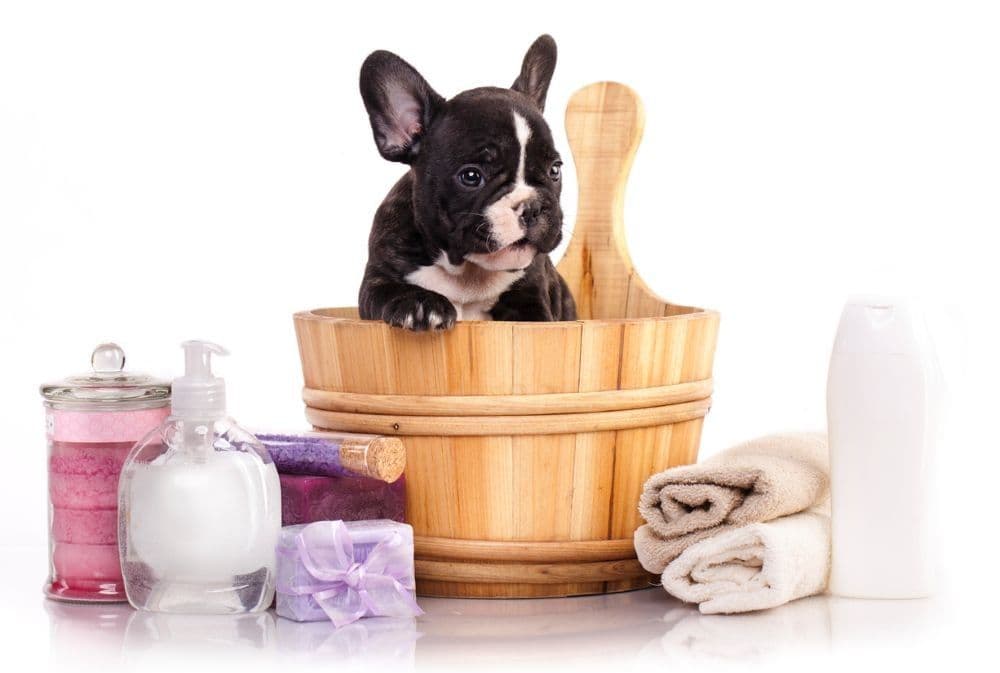 Little dog in a bathtub.