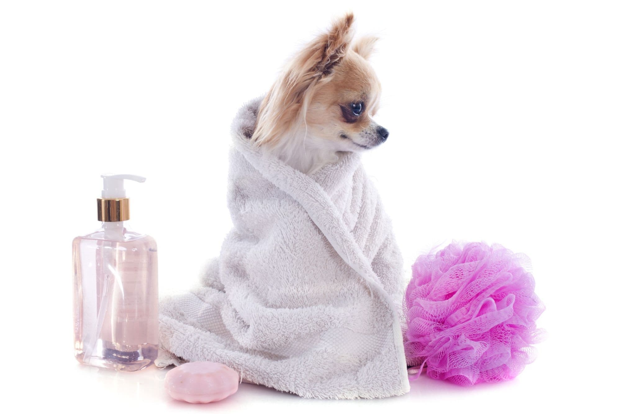 Purebred chihuahua after the bath in front of white background.